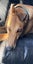 Lilly - Stunning 6 year Old Greyhound Carousel 7