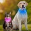3 Mode Led Dog Collar Usb Rechargeable Detachable & Glowing Pet Safety Necklace Carousel 5