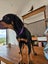 Rotterman Puppies (Rottweiler x Doberman) Carousel 5