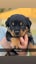 Purebred Rottweiler puppies Carousel 2