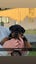 Purebred Rottweiler puppies Carousel 4