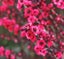 Leptospermum Blossom Queen compact shrub double pink flowers Carousel 1
