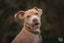 Cooper (Ellie's Canine Rescue & Rehome) Carousel 1