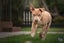 Cooper (Ellie's Canine Rescue & Rehome) Carousel 2