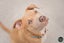 Cooper (Ellie's Canine Rescue & Rehome) Carousel 3