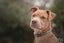 Cooper (Ellie's Canine Rescue & Rehome) Carousel 4