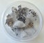 Feeder Crickets – Live – Multiple Sizes Available – Wellington Carousel 8