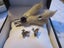 Scottish Grouse Claw Brooch and Stag Head Earrings Carousel 2