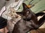 2 rescue teen cats Goose & Noodles Carousel 1