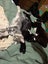 2 rescue teen cats Goose & Noodles Carousel 2