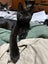 2 rescue teen cats Goose & Noodles Carousel 3