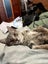 2 rescue teen cats Goose & Noodles Carousel 4