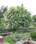 Prunus Lusitanica - Portugese Laurel Carousel 1