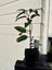 Prunus Lusitanica - Portugese Laurel Carousel 2