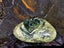 $1 RESERVE - NZ Pounamu / Greenstone Touchstone + Heart and Niho Pendants Carousel 5