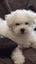 ! A beautiful BICHON FRISE pup - For Sale Carousel 3