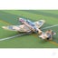 Seagull JU-87 Stuka, Giant Scale (40-50cc) 2.29m / 90in, Desert Snake Carousel 6