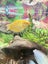 Tropical Aquarium - full setup Carousel 6