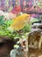 Tropical Aquarium - full setup Carousel 4