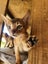 Abyssinian Kittens for sale Carousel 3