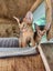 Abyssinian Kittens for sale Carousel 4