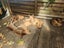 Abyssinian Kittens for sale Carousel 5