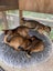 Abyssinian Kittens for sale Carousel 6