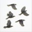 Tui Bird Wall Set Carousel 7