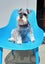 Miniature Schnauzer Stud Dog DNA tested Carousel 1