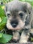 Miniature Schnauzer Stud Dog DNA tested Carousel 7