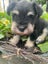 Miniature Schnauzer Stud Dog DNA tested Carousel 9