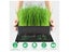 Seedling Heat Mat 50 x 52cm Heating Pad (OVER STOCKED) Carousel 11