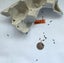 Feeder Crickets – Live – Multiple Sizes Available – Wellington Carousel 10