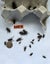 Feeder Crickets – Live – Multiple Sizes Available – Wellington Carousel 14
