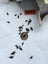 Feeder Crickets – Live – Multiple Sizes Available – Wellington Carousel 12