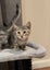 4 beautiful kittens looking for new home Carousel 8