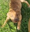Jude (Ellie's Canine Rescue & Rehome) Carousel 2