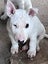 English Bull Terrier Puppies Carousel 5