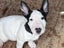 English Bull Terrier Puppies Carousel 3