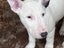 English Bull Terrier Puppies Carousel 2
