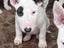 English Bull Terrier Puppies Carousel 6