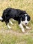**Stunning Purebred Border Collie Pups** Carousel 20