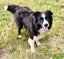 **Stunning Purebred Border Collie Pups** Carousel 19