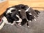 **Stunning Purebred Border Collie Pups** Carousel 17