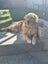 Stud - PROVEN PUREBRED GOLDEN RETRIEVER - AXEL Carousel 10
