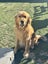 Stud - PROVEN PUREBRED GOLDEN RETRIEVER - AXEL Carousel 11