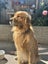 Stud - PROVEN PUREBRED GOLDEN RETRIEVER - AXEL Carousel 1