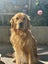 Stud - PROVEN PUREBRED GOLDEN RETRIEVER - AXEL Carousel 3