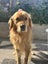 Stud - PROVEN PUREBRED GOLDEN RETRIEVER - AXEL Carousel 2