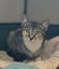 2 rescue teen cats Breeze & Honey Carousel 3